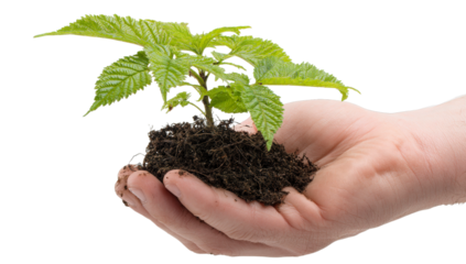 Nurturing Green: A close-up shot of a human hand tenderly cradling a vibrant, young plant, symbolizing growth, care, and the nurturing power of nature. 