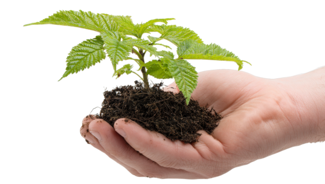 Nurturing Green: A close-up shot of a human hand tenderly cradling a vibrant, young plant, symbolizing growth, care, and the nurturing power of nature. 