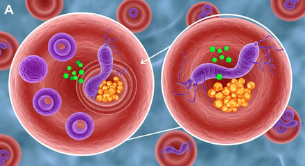 Illustration of a cell infected with bacteria, showing the infection process. This detailed illustration depicts the cellular infection process, highlighting the interaction between bacteria and the h