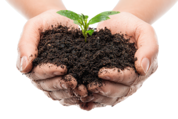 Nurturing New Life: A pair of caring hands cradles a fresh seedling, embodying the delicate dance between humanity and nature, fostering growth.