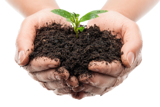 Nurturing New Life: A pair of caring hands cradles a fresh seedling, embodying the delicate dance between humanity and nature, fostering growth.