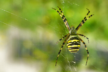 Weibliche Wespenspinne im Netz - female wasp spider on its web - argiope bruennichi
