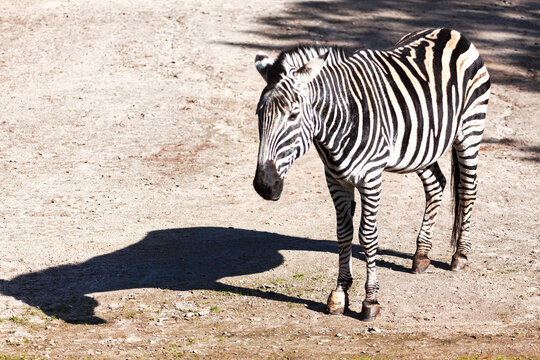 Zebra stands on dry, dusty ground, black and white stripes stark against muted earth. Captured in profile zebra pauses in its habitat, showcasing its coat
