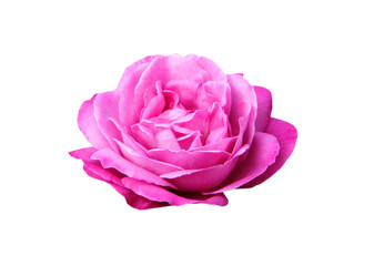 Beautiful pink rose isolated on white 
