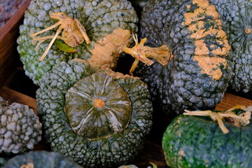 Marina di chioggia a warty winter squash.