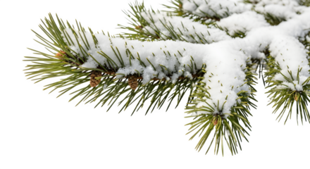 Closeup of a snowcovered pine branch, showcasing the delicate details of the needles and the pristine white snow, isolated on transparent background a serene winter scene evoking the beauty of nature