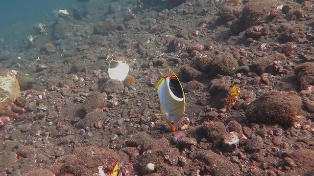 Tropical fish swimming over the rocky bottom. Underwater life on the coral reef. Scuba diving in the ocean with pai of fish.   Tropical marine life in the ocean.