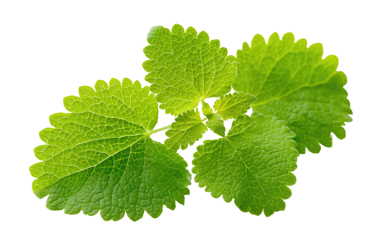 Close-up of vibrant green leaves with scalloped edges