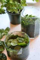 The process of preparing pasta with pesto from spinach, basil, green peas and green parsley: mixing the leaves