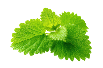 Close-up of vibrant green leaves, slightly overlapping, exhibiting detailed veining