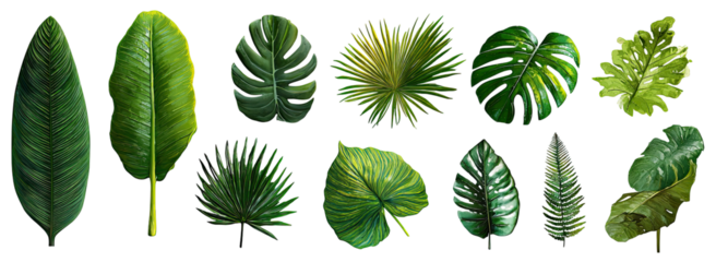Collection of various tropical leaves (1)