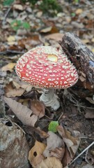 Un magnifique amanite tue-mouches poussant dans une forêt de châtaigniers à l'automne (Île-de-France)