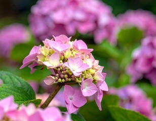 Hydrangea blossom in vibrant pink hues, capturing the beauty of nature's floral display