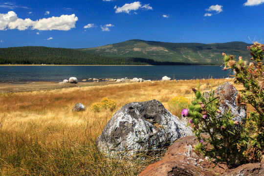 Eagle Lake On A Bright Sunny Day With a Large Boulder and Thistle in the Foreground