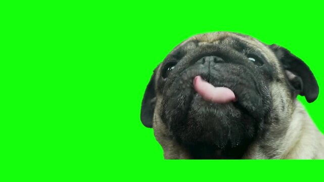 Pug Dog Sticking Tongue Out Green Screen 8K
