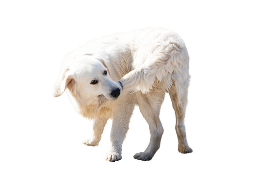 Dog Biting Tail Isolated on White and Png Transparent Background