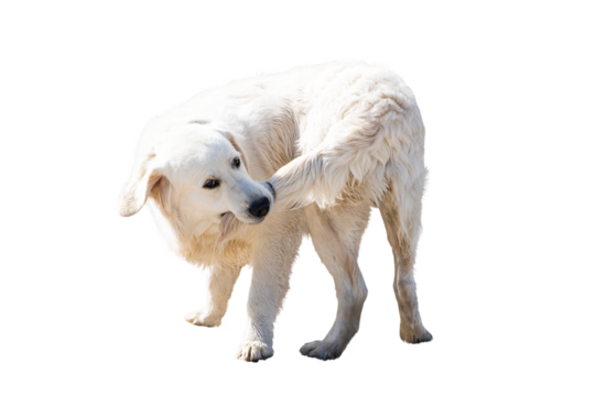 Dog Biting Tail Isolated on White and Png Transparent Background