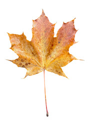 Autumn maple leaf showing fall colors on white