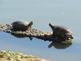 Two turtles basking in the sunlight