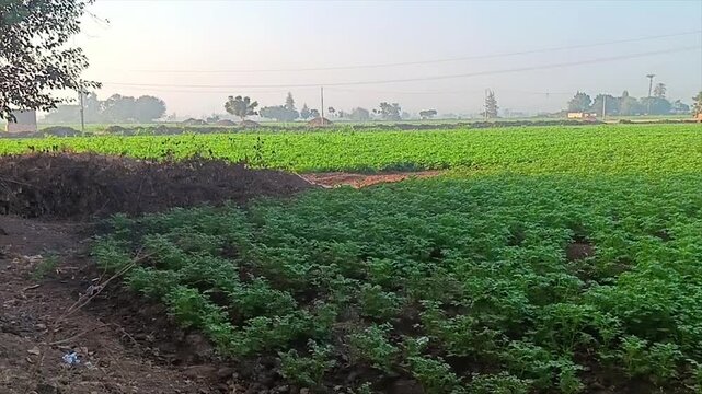 Smooth Panning Shot from Left to Right Over Green Potato Fields and Rural Trees in Egypt.