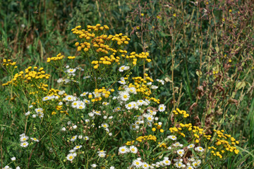 A vibrant mix of yellow Tansy (Tanacetum vulgare) and small white daisy-like Fleabane or Chamomile flowers in a sunny, overgrown summer field. Captures the essence of natural, wild greenery.
