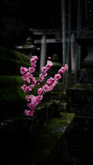 Pink Blossom Hanging from Mossy Torii Gate