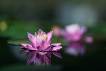 pink water lilly or lotus flower