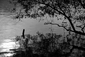 Spiegelung von &Auml;sten und Wassertropfen in einem See