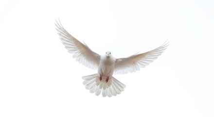 Fototapeta premium Beautiful White Pigeon in Mid Air Flight Symbol of Freedom and Purity