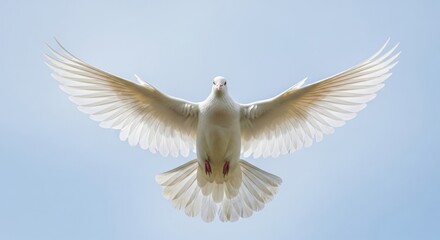 Fototapeta premium Symmetrical White Dove Flying Towards Camera Isolated on Blue Sky Background