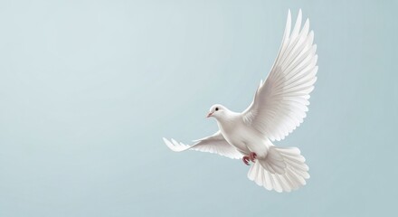 Fototapeta premium Graceful White Bird Ascending with Wings Fully Extended on Light Blue