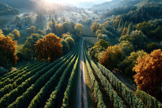 Autumn vineyards at sunrise in a scenic valley
