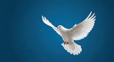 Fototapeta premium Elegant White Pigeon Gliding Through Air Isolated on Dark Blue Background