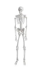 Fototapeta premium Artificial human skeleton model on white background