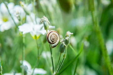 Spring background macro photo of a snail with shell on a green leaf among white flowers in nature. A wildlife scene ideal for a greeting card, poster or seasonal design project.