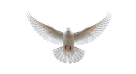 Obraz premium Majestic White Dove Gliding Towards Camera Isolated on White Background