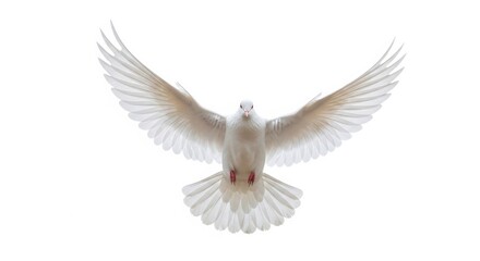 Fototapeta premium Beautiful White Bird with Wide Wingspan Isolated on White Background