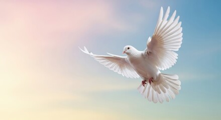 Fototapeta premium Beautiful White Bird Flying in Soft Colorful Sky Symbol of Peace
