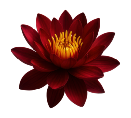 Crimson Egyptian water lily featuring deep red petals and a bright yellow stamen cluster.