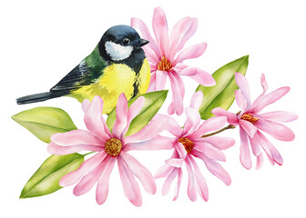 Titmouse bird. Watercolor songbird pink magnolia blossoms green leaves elegant spring botanical illustration for floral design
