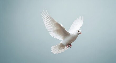 Obraz premium Profile View of White Dove Flying on Soft Blue Grey Background