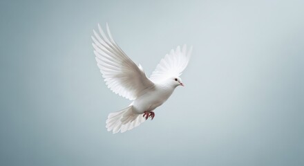 Fototapeta premium White Dove Gliding in the Air Isolated on Light Blue Background