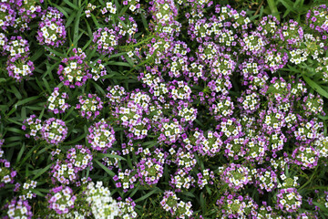 Fototapeta premium Lobularia blooms on a flower bed