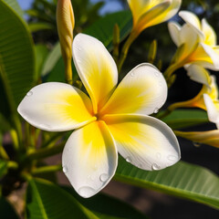 Fototapeta premium frangipani flowers are blooming