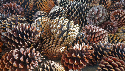 reife Kiefernzapfen - mature pine cones