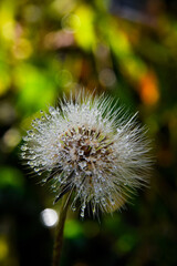 Pusteblume