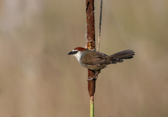 portrait of chestnut-capped babbler