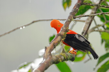 Andean cock-of-the-rock, Rein forest, Parque Nacional Cayambe-Coca,  Ecuador,