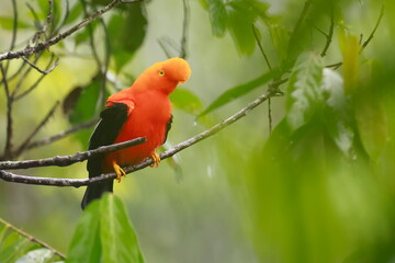 Andean cock-of-the-rock, Rein forest, Parque Nacional Cayambe-Coca,  Ecuador, 