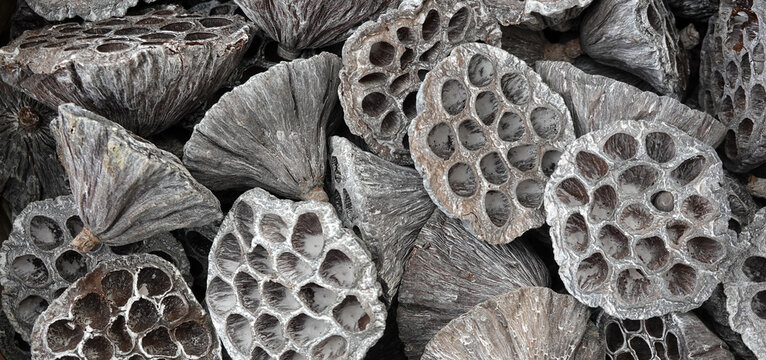 getrocknete Lotuskolben - driesd lotus spadices